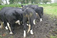 10 X 18MONTH STORE CATTLE STEERS - 19