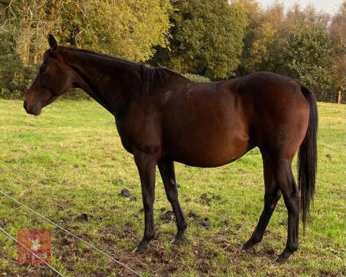 SLEEPY DUST 16HH 11YO MARE