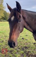 SLEEPY DUST 16HH 11YO MARE - 2