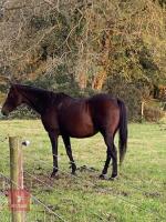 SLEEPY DUST 16HH 11YO MARE - 3