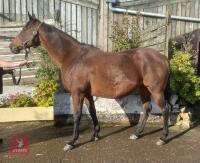 POLLY POMONA 16.2HH 14YO MARE