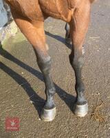 POLLY POMONA 16.2HH 14YO MARE - 2