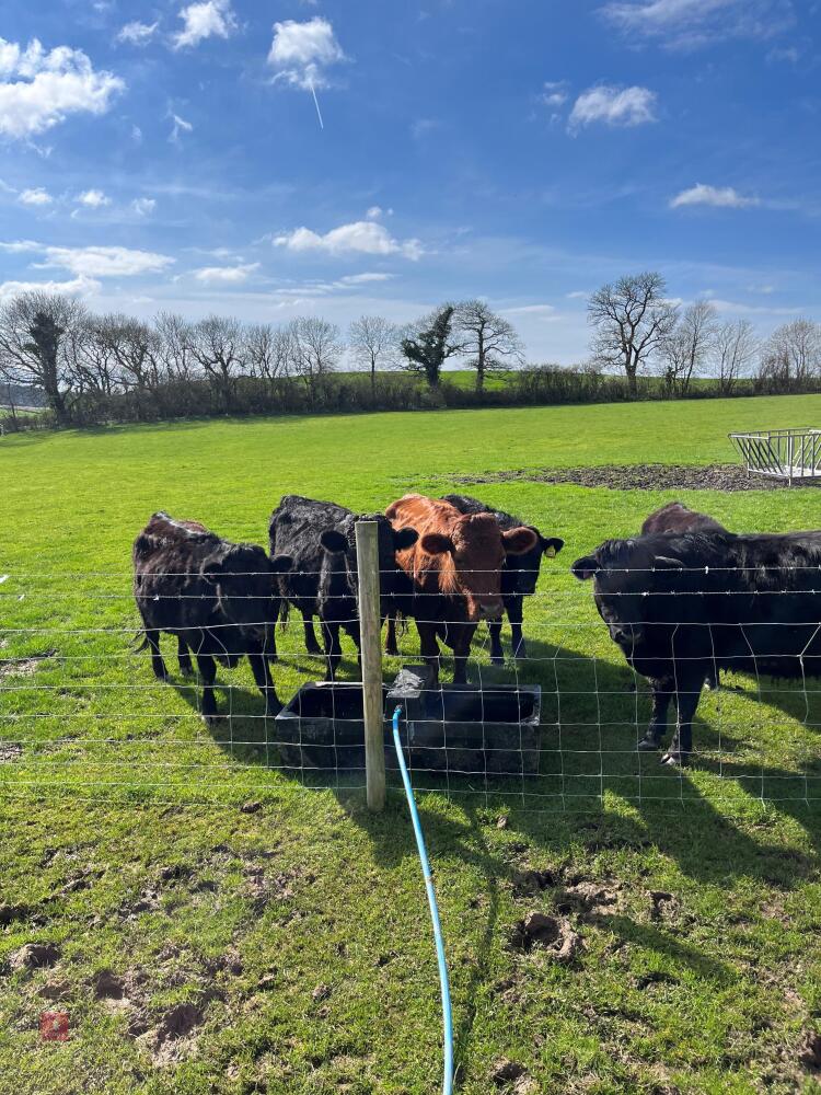 4 IN CALF DEXTER COWS & 3 CALVES AT FOOT