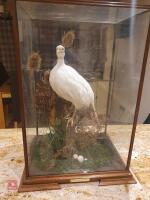 MOUNTED WHITE PHEASANT