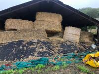 2023 1ST CUT CLAMP OF SILAGE - 3