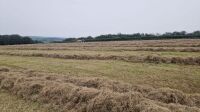 200 BALES OF MEADOW HAY - 2