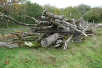 LARGE QTY OF FIREWOOD TIMBER - 6