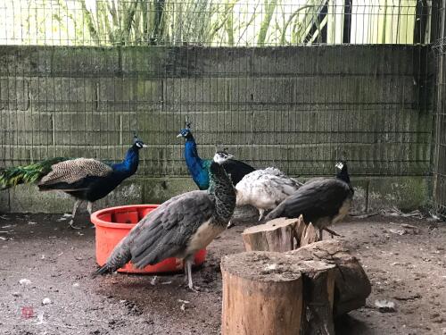 2 PEACOCKS AND 3 PEAHENS (BIDS PER LIFE)