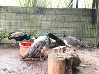 2 PEACOCKS AND 3 PEAHENS (BIDS PER LIFE) - 2