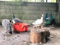 2 PEACOCKS AND 3 PEAHENS (BIDS PER LIFE) - 3