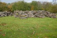 LARGE QUANTITY OF FELLED TIMBER