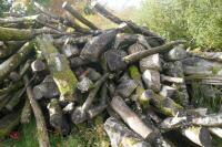 LARGE QUANTITY OF FELLED TIMBER - 4