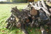 LARGE QUANTITY OF FELLED TIMBER - 5