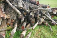 LARGE QUANTITY OF FELLED TIMBER - 24