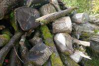 LARGE QUANTITY OF FELLED TIMBER - 32