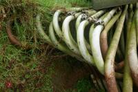 APPROX 28 MUSHROOM CUBICLES - 2