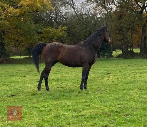 SLEEPY DUST 11YRS 16HH MARE