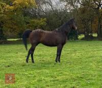 SLEEPY DUST 11YRS 16HH MARE