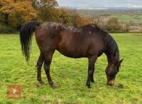 SLEEPY DUST 11YRS 16HH MARE - 2