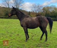 SLEEPY DUST 11YRS 16HH MARE - 3