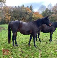 BLUSHES 10YO 16.1HH MARE