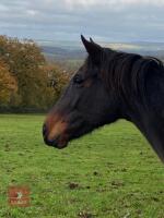 BLUSHES 10YO 16.1HH MARE - 2