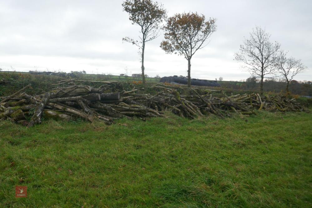 LARGE QTY OF FELLED TIMBER