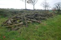 LARGE QTY OF FELLED TIMBER - 2