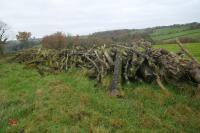 LARGE QTY OF FELLED TIMBER - 7