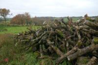 LARGE QTY OF FELLED TIMBER - 8