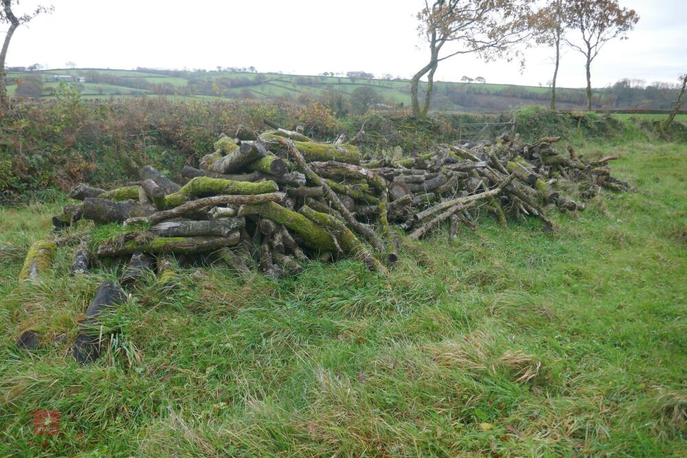 LARGE QTY OF FELLED TIMBER