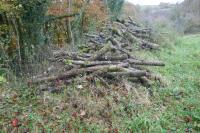 LARGE QTY OF FELLED TIMBER - 4