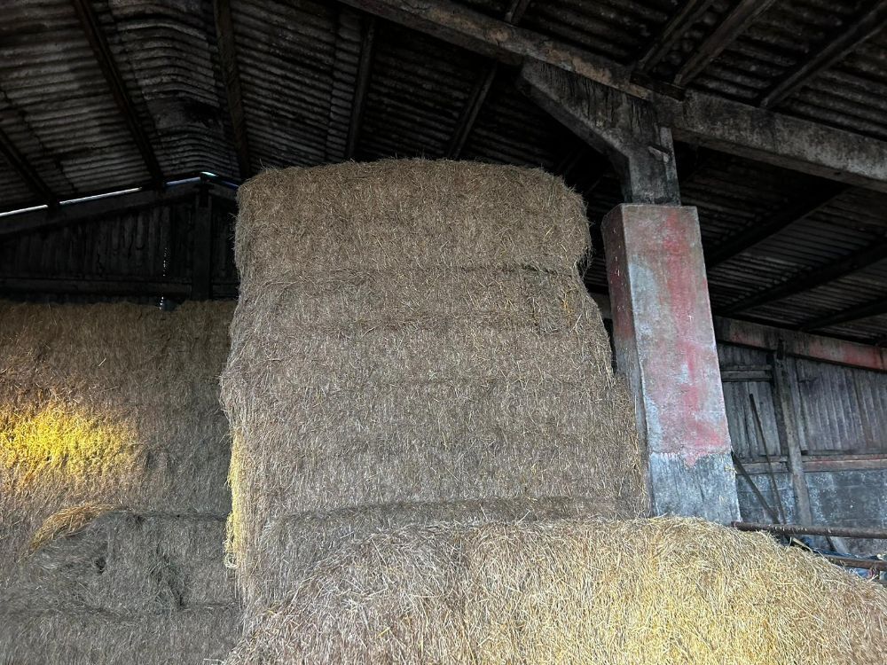 30 BALES OF HAY (BIDS PER BALE)