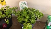 2 POTS OF YELLOW FLOWERING SEDUM - 2