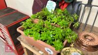 2 POTS OF YELLOW FLOWERING SEDUM