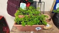 2 POTS OF YELLOW FLOWERING SEDUM - 2