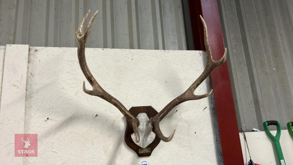 PAIR OF CAST ANTLERS