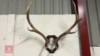 PAIR OF CAST ANTLERS - 2