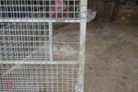 15' GALVANISED MESH GATE - 5