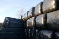 20 SQUARE BALES OF HAYLAGE - 10