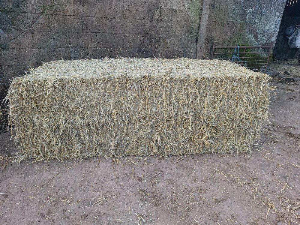 30 SQUARE BALES OF WHEAT STRAW