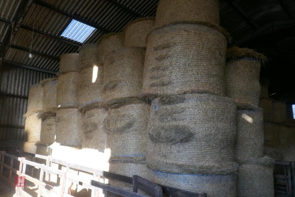 100 ROUND BALES OF HAY (BIDS PER BALE)