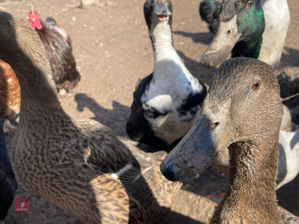 6 CAYUGA X AYLESBURY DUCKS