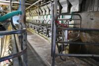 GEA WESTFALIA 54/54 MILKING PARLOUR - 9