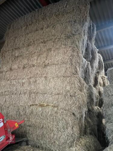 APPROX 50 BALES OF SQUARE HAY BALES