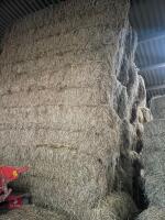 APPROX 50 BALES OF SQUARE HAY BALES - 3