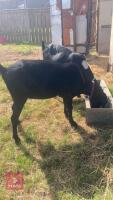 2 FEMALE ANGLO-NUBIAN PEDIGREE GOATS - 3