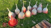 12 POULTRY PLASTIC BELL DRINKERS