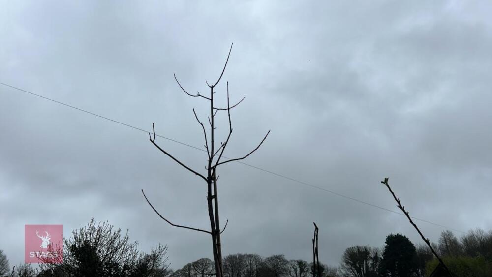 2 MAGNOLIA TREES