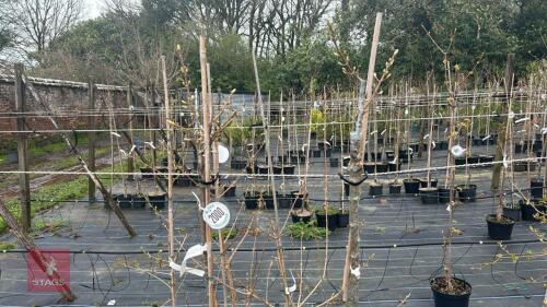 2 ACER PSEUDOPLATANUS 'PRINZ HANDJERY'